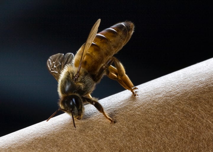 The Bee Queen Guide: Meet the Fascinating Queen of Bees