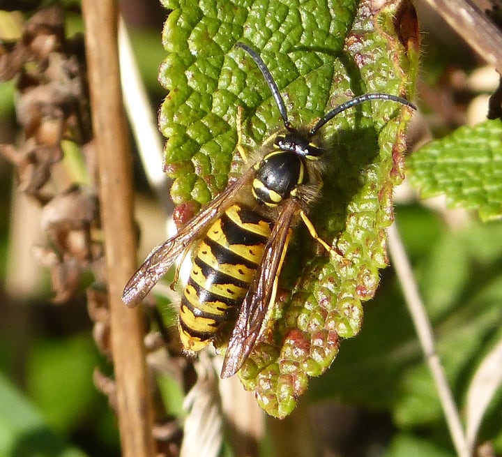 19 Types of Wasps Explained and Easy Guide on Spotting Them