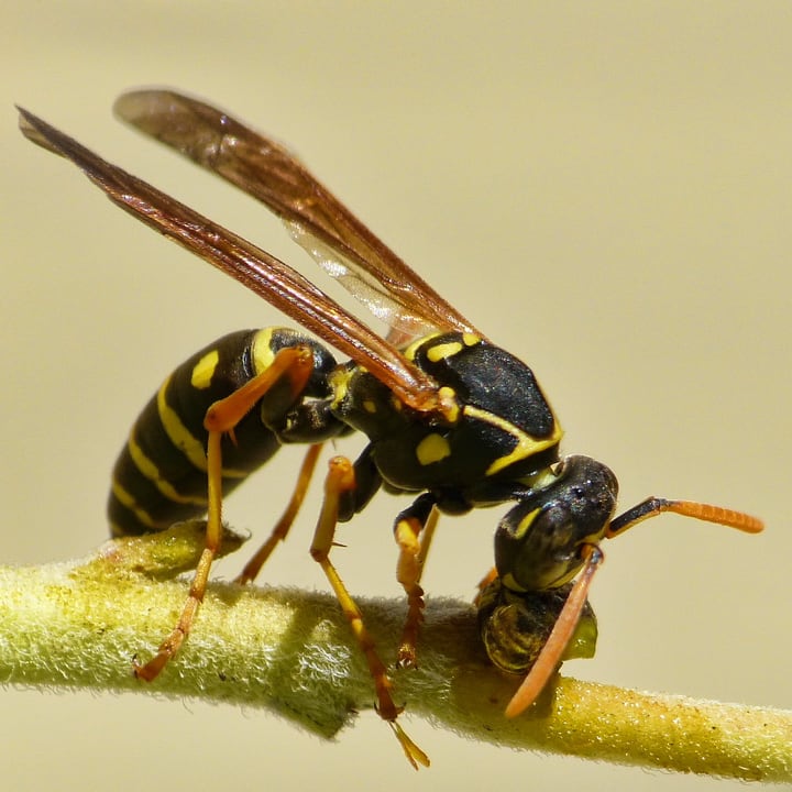 Осы это. Dinetus Wasp. Polistes chinensis. Strypetr Wasp. Шершень рок.