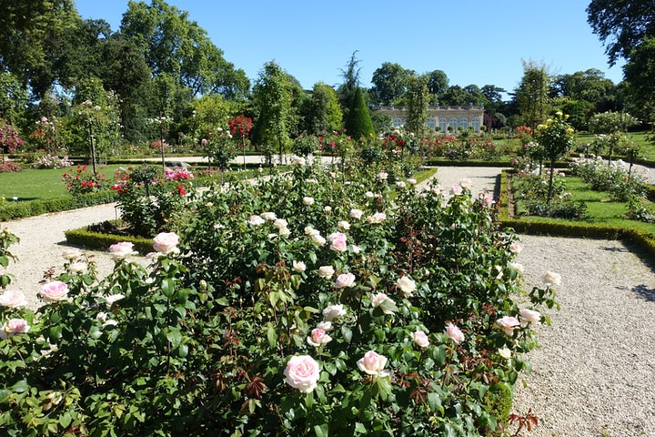 15 Stunning Rose Garden Ideas & How to Plant a Rose Garden