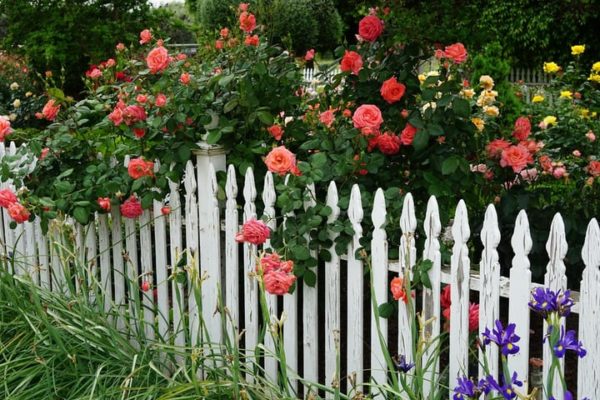 15 Stunning Rose Garden Ideas & How to Plant a Rose Garden