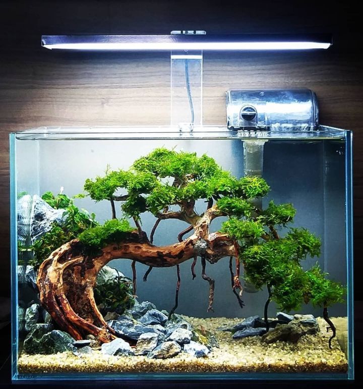 21 Mini Aquascaping Ideas: Easy Guide with Aquascaping Kits