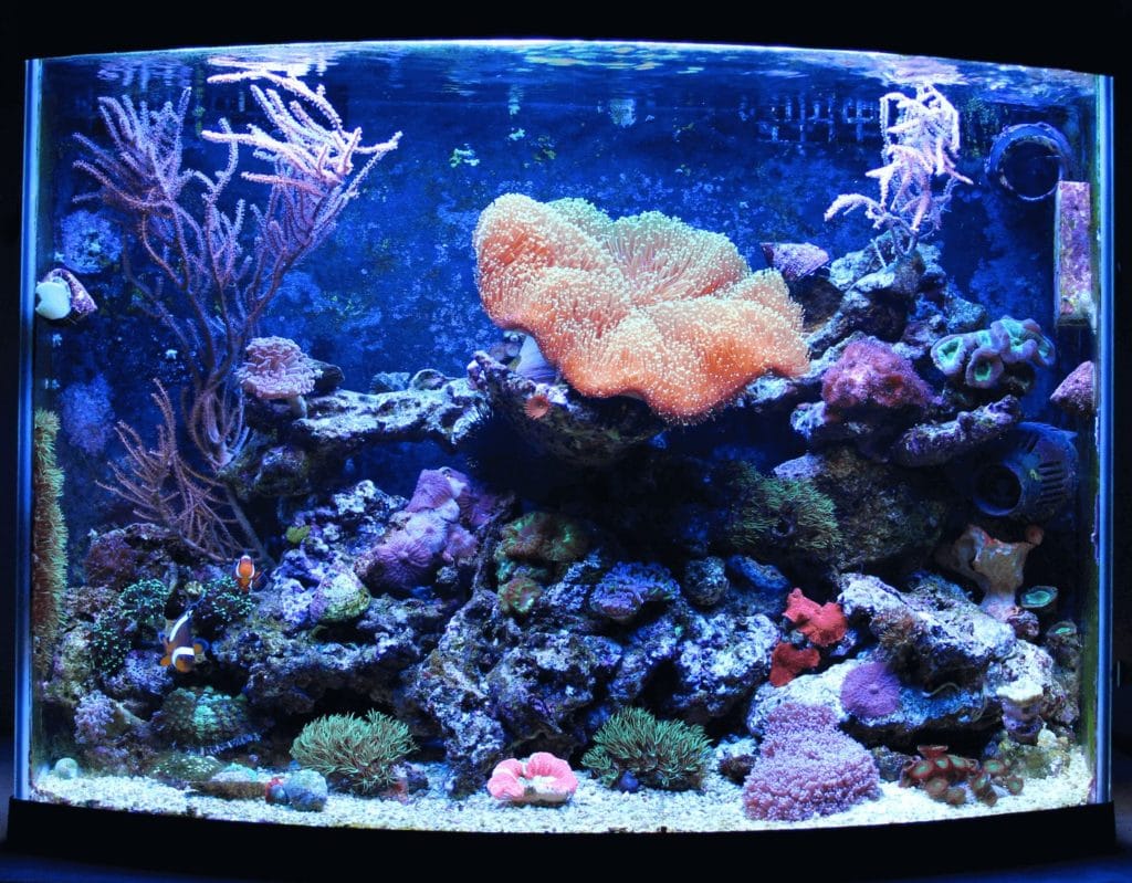 Fish Aquarium 101: Easy Guide to Building a DIY Fish Tank