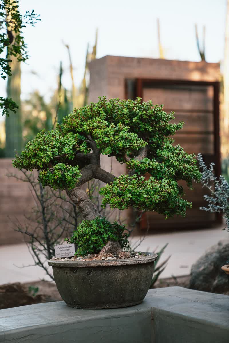 Nature's Blossom Bonsai Tree Grow Kit - 4 Bonsai Trees to Grow From Seed